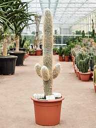 Easy-Care Old Man Cactus Espostoa lanata Indoor House Plants