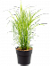 Easy-Care Maiden Grass Miscanthus sinensis 'Ferner Osten' Indoor House Plants