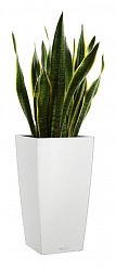 Sansevieria Laurentii in LECHUZA CUBICO Color Self-watering Planter, Total Height 80 cm