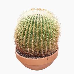 Photogenic Barrel Cactus Echinocactus grusonii Indoor House Plants