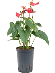Elegant Flamingo Flower Anthurium andraeanum 'Sierra' Indoor House Plants
