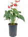 Elegant Flamingo Flower Anthurium andraeanum 'Sierra' Indoor House Plants