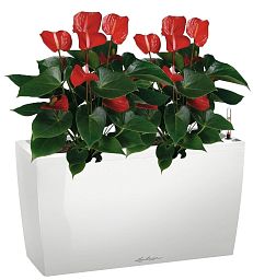 Blooming Anthurium Andraeanum Mix in LECHUZA CARARO Self-watering Planter, Total Height 80 cm