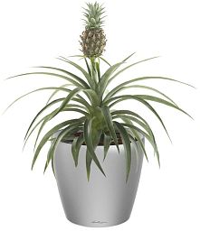 Champaca Pineapple in LECHUZA CLASSICO LS Self-watering Planter, Total Height 60 cm