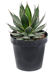 Easy-Care Agave horrida Indoor House Plants