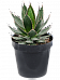 Easy-Care Agave horrida Indoor House Plants