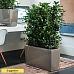 Lush Chinese Banyan Ficus microcarpa 'Moclame' Indoor House Plants