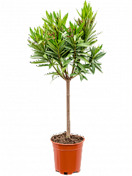 Nerium oleander W45 H100 cm