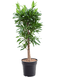 Fabulous Pleomele (Dracaena) reflexa 'Song of Jamaica' Tall Indoor House Plants Trees