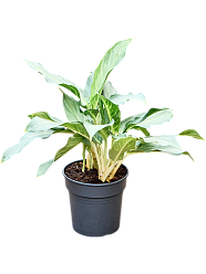 Aglaonema 'Ghost'