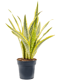 Colorful Snake Plant Sansevieria trifasciata 'Lauren' Indoor House Plants