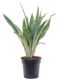 Easy-Care Snake Plant Sansevieria trifasciata 'Metallica' Indoor House Plants