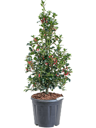 Cute Blue Holly Ilex meserveae 'Heckenfee' Outdoor Plants