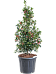 Cute Blue Holly Ilex meserveae 'Heckenfee' Outdoor Plants
