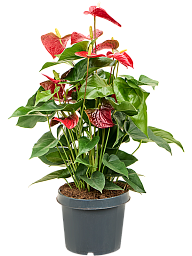 Elegant Flamingo Flower Anthurium andraeanum 'Sierra' Indoor House Plants