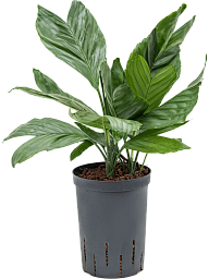 Lush Parlour Palm Chamaedorea metallica Indoor House Plants