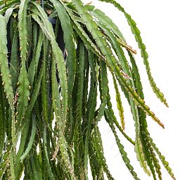 Easy-Care Hurricane Cactus Lepismium cruciforme 'Rojo' Indoor House Plants