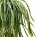 Easy-Care Hurricane Cactus Lepismium cruciforme 'Rojo' Indoor House Plants