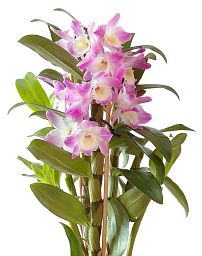 Blooming Dendrobium Orchid in LECHUZA CLASSICO LS Self-watering Planter, Total Height 60 cm