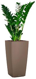 Zamioculcas Zamiifolia in LECHUZA CUBICO Color Self-watering Planter, Total Height 125 cm