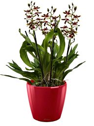 Blooming Oncidium Orchid in LECHUZA CLASSICO LS Self-watering Planter, Total Height 65 cm