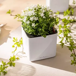 LECHUZA CUBE Glossy Square Poly Resin Indoor Self-watering Planter