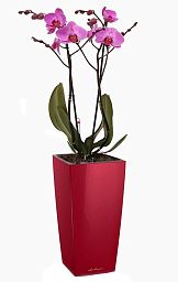 Blooming Phalaenopsis Orchid Standart in LECHUZA MAXI-CUBI Self-watering Planter, Total Height 50 cm