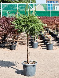 Showy Scots Pine Pinus sylvestris 'Watereri Nana' Outdoor Plants