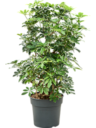 Delicate Umbrella Tree Schefflera arboricola 'Gold Capella' Indoor House Plants