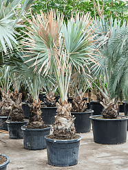 Lush Bismark Palm Bismarckia nobilis (500-600) Tall Indoor House Plants Trees