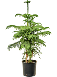 Norfolk Island Pine Araucaria heterophylla