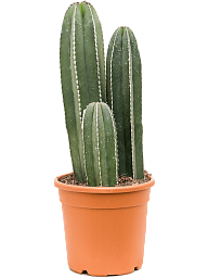 Easy-Care Organ Pipe Cactus Marginatocereus marginatus Indoor House Plants