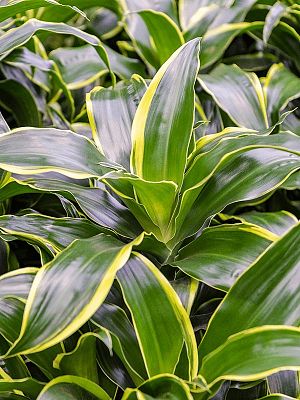 Insta-friendly Corn Plant Dracaena fragrans 'Dorado' Tall Indoor House Plants Trees