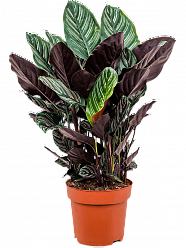 Showy Pin-Stripe Calathea sanderiana Indoor House Plants
