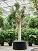 Lush Weeping Fig Ficus microcarpa ‘Nitida’ Tall Indoor House Plants Trees