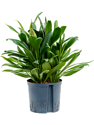 Vibrant Ti Plant Cordyline 'Glauca' Ti Plant Indoor House Plants