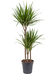 Showy Madagascar Dragon Tree Dracaena marginata Tall Indoor House Plants Trees