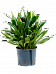 Vibrant Ti Plant Cordyline 'Glauca' Ti Plant Indoor House Plants