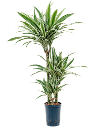 Easy-Care Corn Plant Dracaena fragrans 'White Stripe' Tall Indoor House Plants Trees