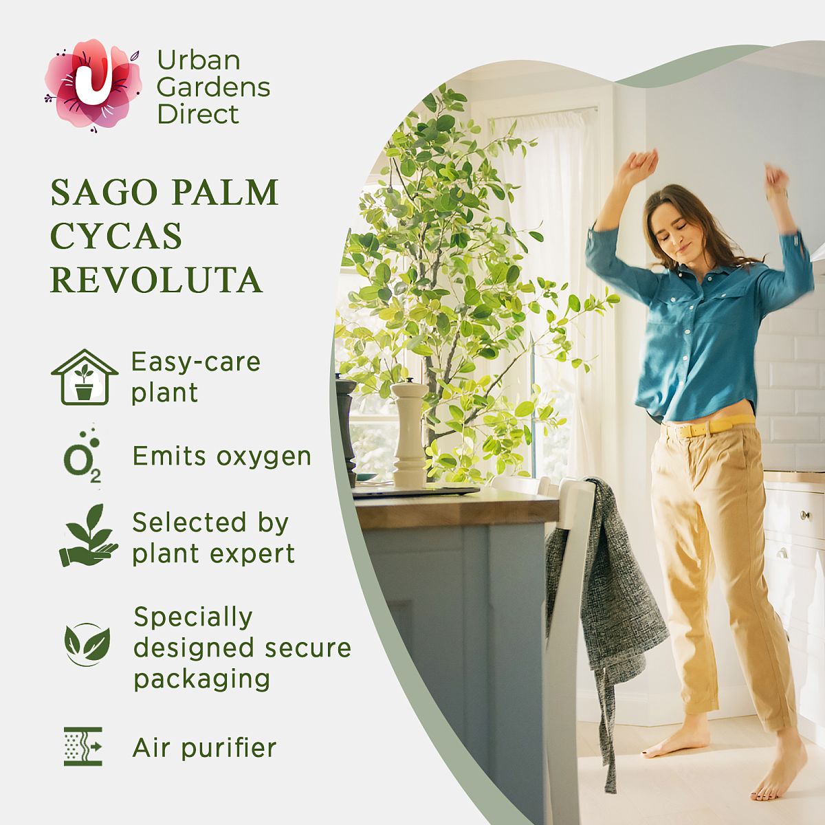 Sago Palm Cycas revoluta
