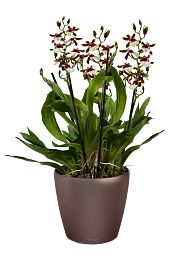 Blooming Oncidium Orchid in LECHUZA CLASSICO LS Self-watering Planter, Total Height 65 cm