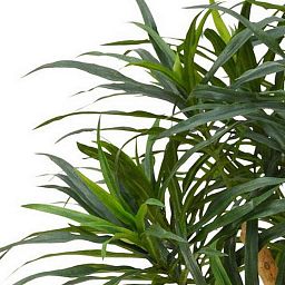 DRACAENA REFLEXA Artificial Tree Plant