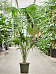 Lush Sentry Palm Kentia (Howea) forsteriana Indoor House Plants