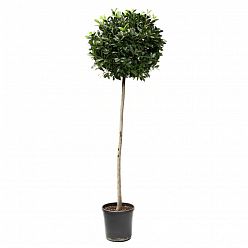 Bay tree standard (Laurus Nobilis) Outdoor Live Plant