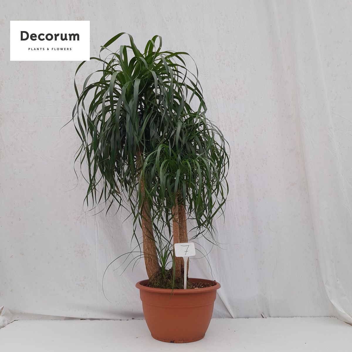 Beaucarnea vertakt