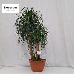 Beaucarnea vertakt