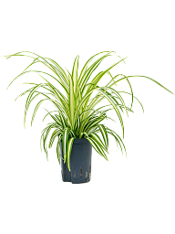 Cheerful Spider Plant Chlorophytum comosum 'Variegatum' Spider Plant Indoor House Plants
