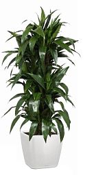 Dracaena Fragrans Janet Greig in LECHUZA QUADRO LS Self-watering Planter, Total Height 130 cm