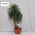 Beaucarnea vertakt