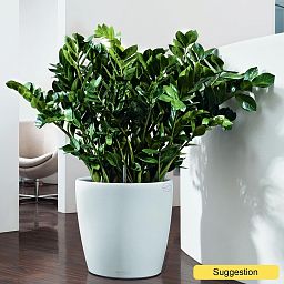 Lush ZZ Plant Zamioculcas zamiifolia 'Super Nova' Indoor House Plants